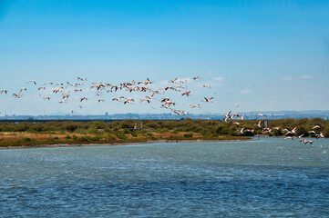 Flamingos feeding in the natural wetlands of the Samouco salt flats in Alcochete, Portugal, on a clear summer day.	