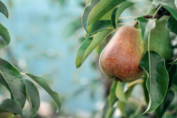 a ripe pear on a branch on a sunny day, on a blue background, it's time to harvest