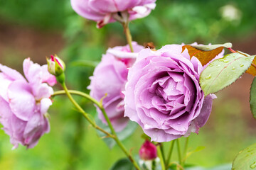 Beautiful lilac roses in a flowerbed close-up