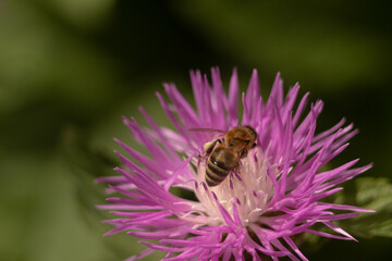 Bee pollinating a flower