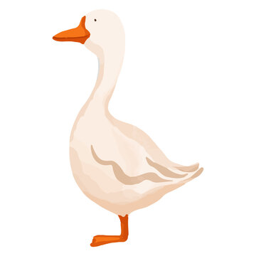 Watercolor Duck, Hand painted farm clipart.