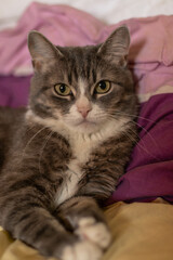 Cat resting on a soft blanket