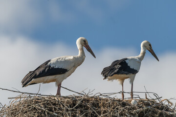Beautiful wild stork in the nest against the blue sky.