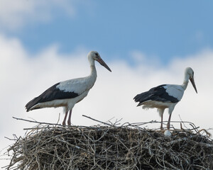 Beautiful wild stork in the nest against the blue sky.