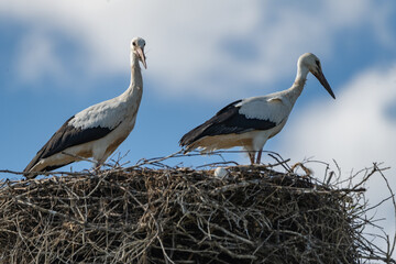 Beautiful wild stork in the nest against the blue sky.