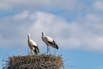 Beautiful wild stork in the nest against the blue sky.