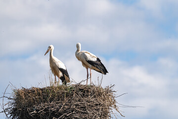 Beautiful wild stork in the nest against the blue sky.