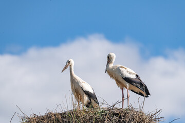 Beautiful wild stork in the nest against the blue sky.