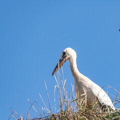 Beautiful wild stork in the nest against the blue sky.