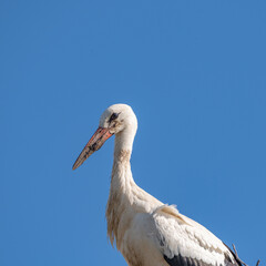 Beautiful wild stork in the nest against the blue sky.