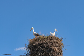 Beautiful wild stork in the nest against the blue sky.