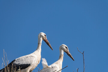 Beautiful wild stork in the nest against the blue sky.