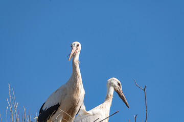 Beautiful wild stork in the nest against the blue sky.