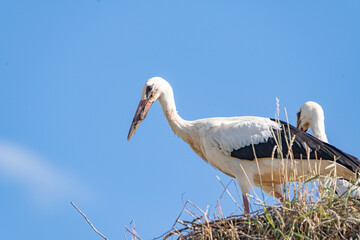 Beautiful wild stork in the nest against the blue sky.
