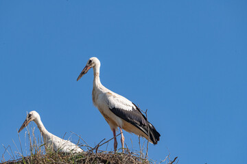 Beautiful wild stork in the nest against the blue sky.