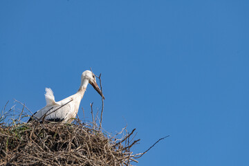 Beautiful wild stork in the nest against the blue sky.