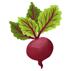 Watercolor Radish, Hand painted vegetables clipart.