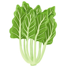 Watercolor Celery, Hand painted vegetables clipart.
