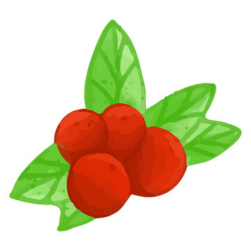 Watercolor Cranberry, Hand painted decoration clipart.