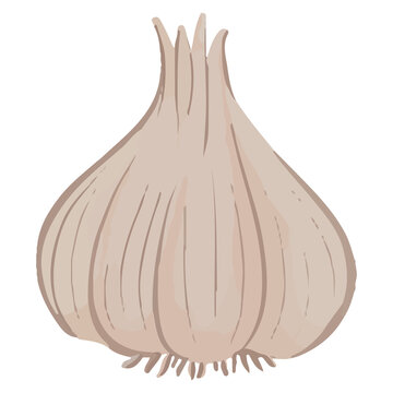 Watercolor Garlic, Hand painted vegetables clipart.
