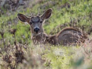 Backlit Mule Deer (Odocoileus hemionus) laying in field.