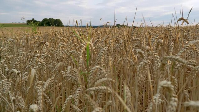 Getreide, Weizenfeld, Bayern, Deutschland