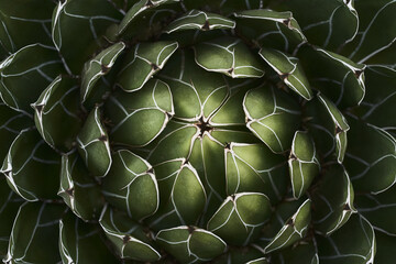 Frontal de cactus con formas geométricas y ordenadas en círculo