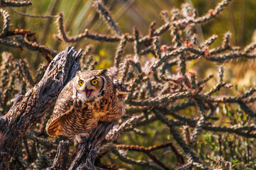 Great Horned Owl on a branch