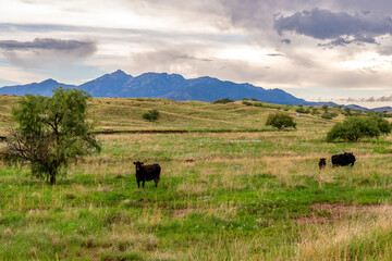 Ranch in Arizona