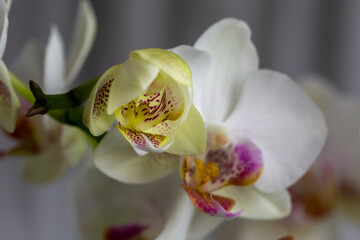 Interior decoration: White orchid (Phalaenopsis multiflora) on a soft background