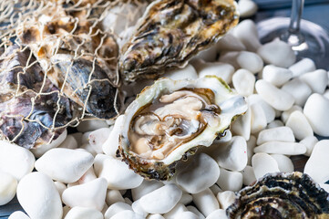 Tasty oysters on white stones. Uncooked seafood.