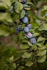 ripe plums on the tree