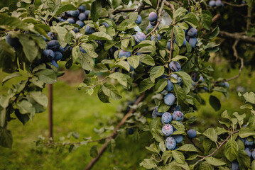 ripe plums on the tree