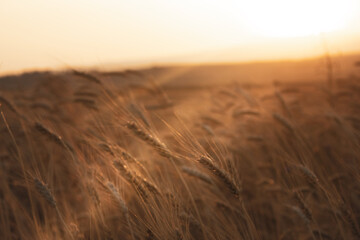 Wheat field. Ears of golden wheat close up. Harvesting concept