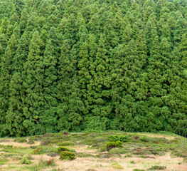Fototapeta na wymiar tree wall. Cryptomeria japonica. Azores 