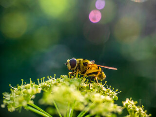 fly 110