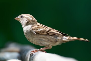 House sparrow, female sitting on a stick. Czechia.