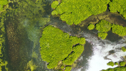 River in tropical mangrove green tree forest top view. Mangrove jungles, trees, river. Mangrove landscape