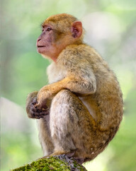 Naklejka na ściany i meble Juvenile Barbary Macaque (Macaca Sylvanus) sitting on a rock with a bokeh background