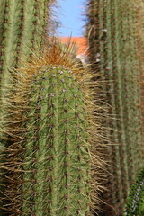 The cactus is large and prickly grown in the city park.