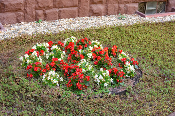 a flower bed with red and white flowers in a garden