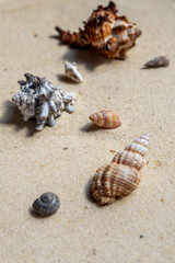 several different sea shells on a sandy beach, space for text