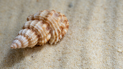 beautiful shell in the sand, sandy sea beach