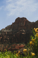 flowers in the mountains, Zion National Park, NPS, USA