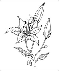 A lily flower on a transparent background. Vector сontour image.