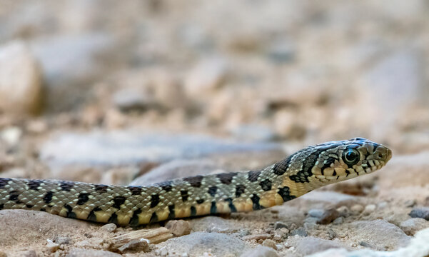 Close-up shot of a juvenile Horseshoe Whip Snake (Hemorrhois hippocrepis)