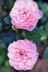 A delicate pink rose on a green bush. Large cream rose close-up.