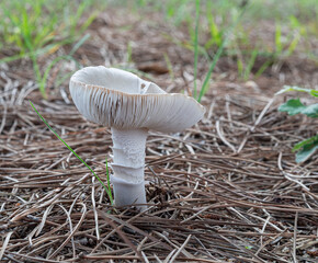 Seta blanca con láminas y anillos en el pié, sobre un suelo con agujas de pino marrón y verde, en Otoño.