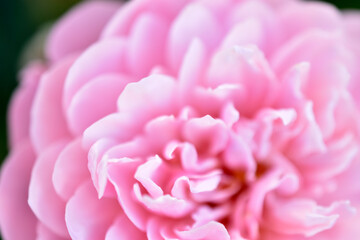 A delicate pink rose on a green bush. Large cream rose close-up.