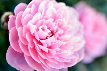 A delicate pink rose on a green bush. Large cream rose close-up.